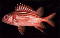 Sargocentron praslin, Dark-striped squirrelfish: fisheries