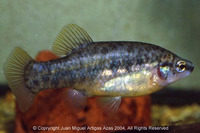 Zoogoneticus quitzeoensis, Picotee goodeid: aquarium