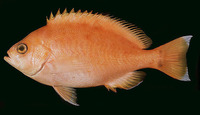 Caprodon schlegelii, : fisheries