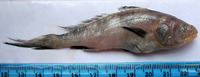 Bahaba chaptis, Chaptis bahaba: fisheries
