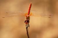 Sympetrum fonscolombii - Red-veined Darter