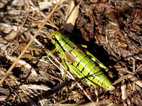 Miramella alpina