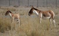 Image of: Equus hemionus (kulan)