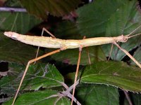 Ocnophiloidea regularis