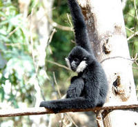 Image of: Nomascus leucogenys (northern white-cheeked gibbon)