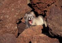 Image of: Vulpes lagopus (Arctic fox)