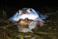 Rana arvalis arvalis