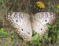 Image of: Anartia jatrophae (white peacock)