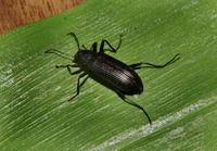 Image of: Tenebrionidae (darkling beetles)