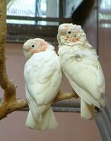 Cacatua goffini - Tanimbar Cockatoo