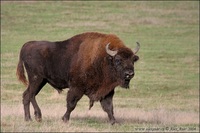 Bison bonasus - European Bison