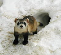 Mustela nigripes - Black-footed Ferret