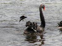 Image of: Agelaius phoeniceus (red-winged blackbird), Cygnus atratus (black swan)