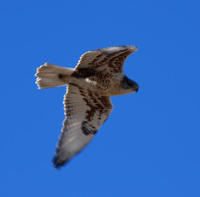 Image of: Buteo regalis (ferruginous hawk)