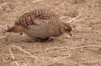 Image of: Francolinus pondicerianus (grey francolin)