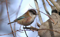 Image of: Leptopoecile elegans (crested tit-warbler)