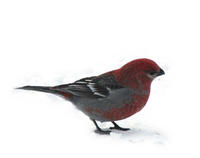 Image of: Pinicola enucleator (pine grosbeak)