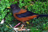 Image of: Turdus rubrocanus (chestnut thrush)