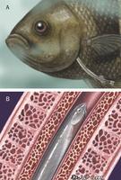 Image of: Vandellia cirrhosa (candiru), Trichomycteridae (parasitic catfishes and pencil catfish...