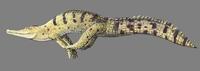Image of: Crocodylus johnstoni (Johnston's crocodile)