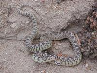 Image of: Pituophis catenifer (gopher snake)