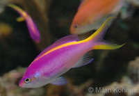 Pseudanthias tuka - Purple Anthias