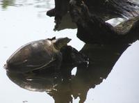 Lissemys punctata - Indian Soft-shelled Turtle
