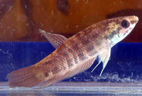 betta Chini,from Sabah.(VULNERABLE)