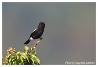 Pied Bushchat - Saxicola caprata