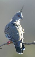 Crested Pigeon