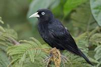 Scarlet-rumped Cacique (Cacicus uropygialis) photo