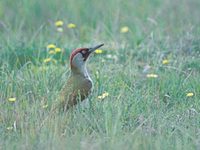 European Green Woodpecker (Picus viridis) photo