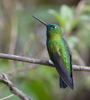 Sapphire-vented Puffleg (Eriocnemis luciani) photo