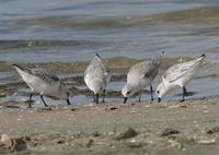 Sanderling - Calidris alba