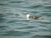 Razorbill - Alca torda