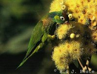 Varied Lorikeet - Psitteuteles versicolor