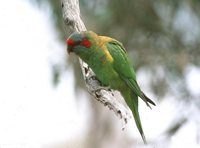 Musk Lorikeet - Glossopsitta concinna