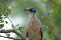 Red-capped Coua - Coua ruficeps