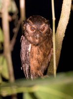 Tawny-bellied Screech-Owl - Megascops watsonii