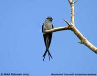 Moustached Treeswift - Hemiprocne mystacea