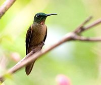 Fawn-breasted Brilliant - Heliodoxa rubinoides