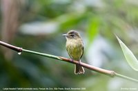 Large-headed Flatbill - Ramphotrigon megacephala