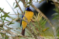 Orange-bellied Leafbird - Chloropsis hardwickii