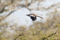 White-banded Mockingbird - Mimus triurus