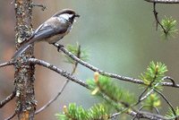 Gray-headed Chickadee - Poecile cincta