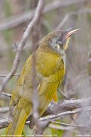 Yellow-throated Honeyeater - Lichenostomus flavicollis