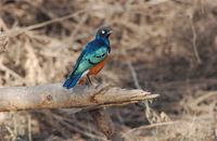 Superb Starling - Lamprotornis superbus