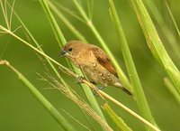 Nutmeg Mannikin - Lonchura punctulata