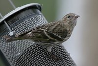 Pine Siskin - Carduelis pinus