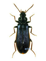 Pytho depressus